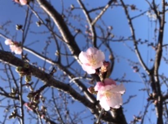 公園に咲く桜